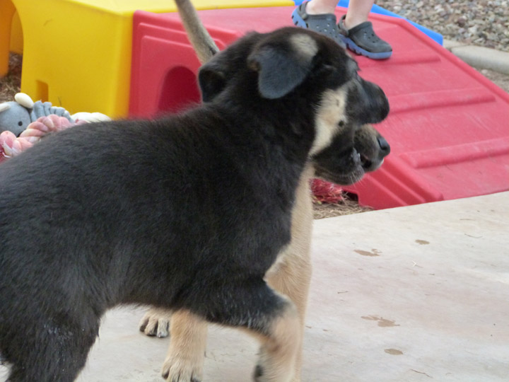 chinook dog